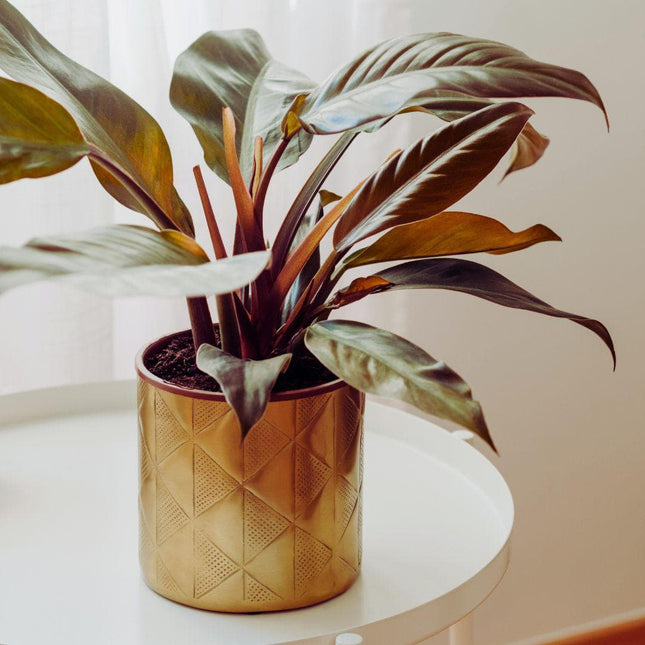 Philodendron Imperial Red - AquaLifeScape