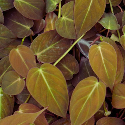 Philodendron micans - AquaLifeScape