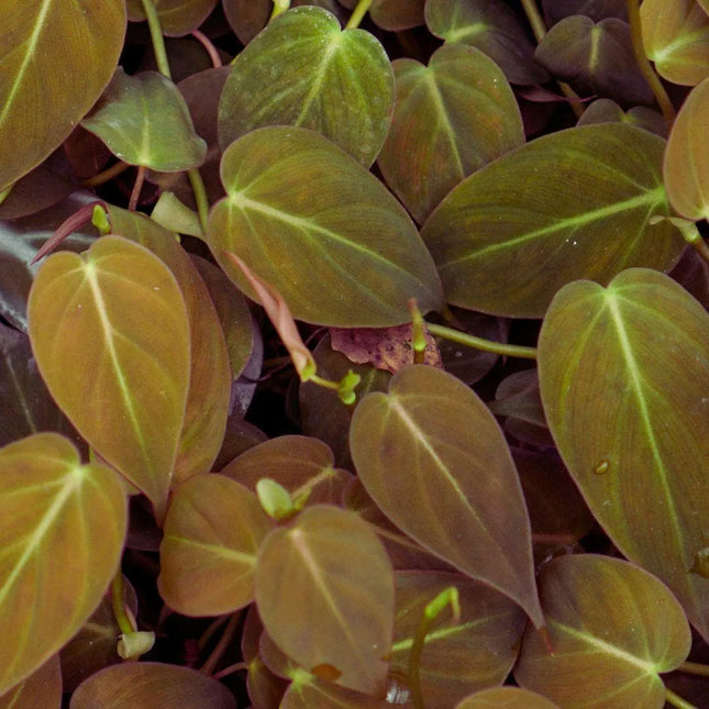 Philodendron micans - AquaLifeScape