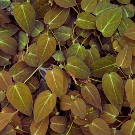 Philodendron micans - AquaLifeScape