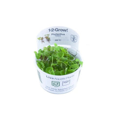 Phyllanthus fluitans - Schwimmende Wolfsmilch | In-Vitro AquaLifeScape