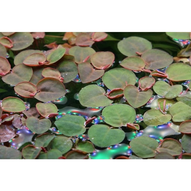 Phyllanthus fluitans - Schwimmende Wolfsmilch | In - Vitro - AquaLifeScape