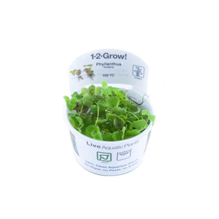 Phyllanthus fluitans - Schwimmende Wolfsmilch | In - Vitro - AquaLifeScape