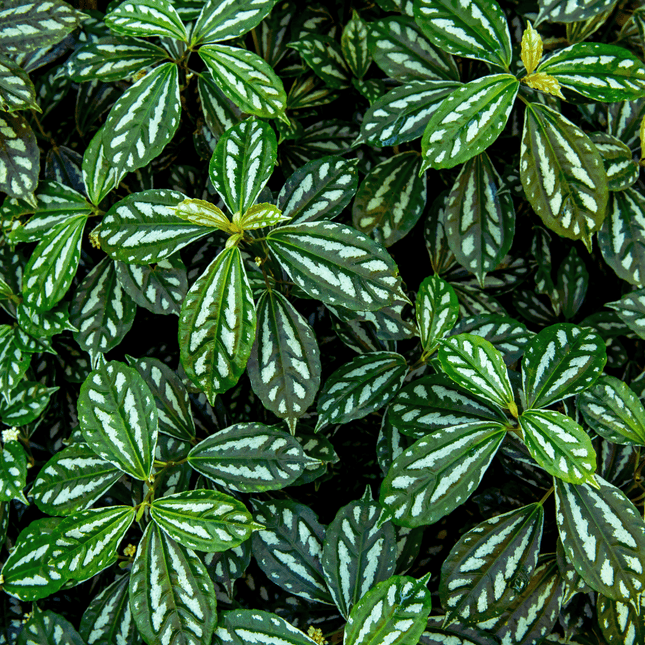 Pilea cadierei - AquaLifeScape