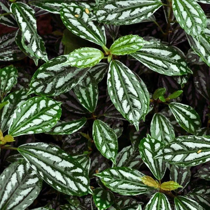 Pilea cadierei - AquaLifeScape