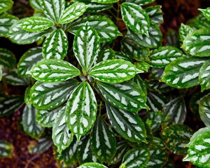 Pilea cadierei - AquaLifeScape