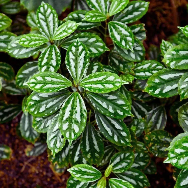 Pilea cadierei - AquaLifeScape
