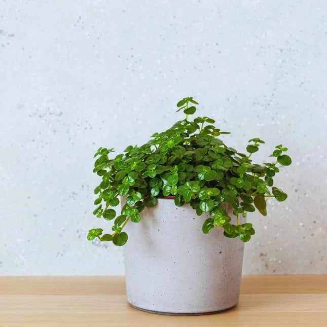 Pilea depressa - AquaLifeScape