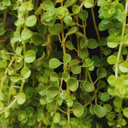 Pilea depressa - AquaLifeScape