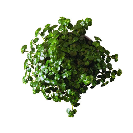 Pilea depressa - AquaLifeScape
