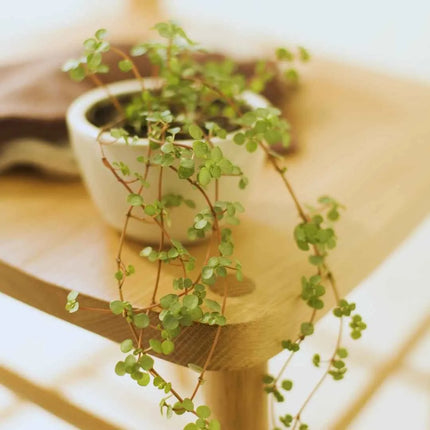 Pilea glauca (glaucophylla) - AquaLifeScape