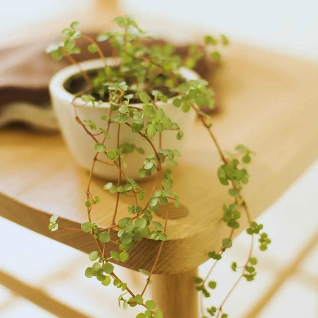 Pilea glauca (glaucophylla) - AquaLifeScape