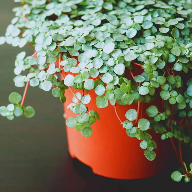 Pilea glauca (glaucophylla) - AquaLifeScape