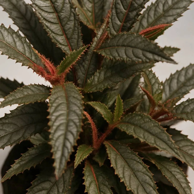 Pilea hitchcockii - AquaLifeScape