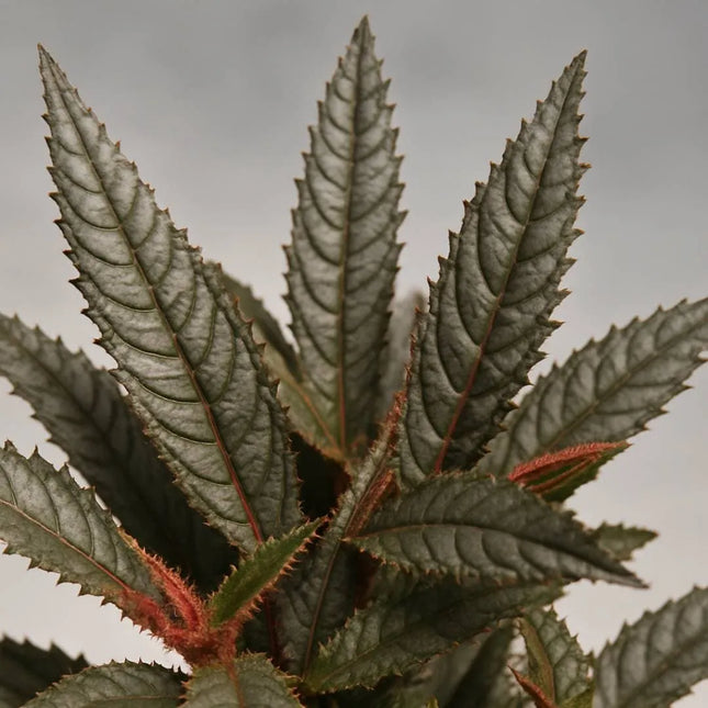 Pilea hitchcockii - AquaLifeScape