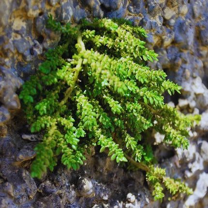 Pilea microphylla - AquaLifeScape