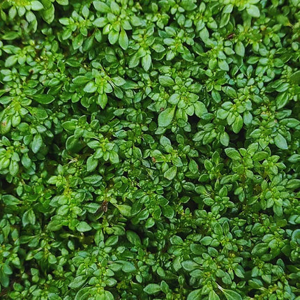 Pilea microphylla - AquaLifeScape