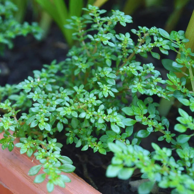 Pilea microphylla - AquaLifeScape
