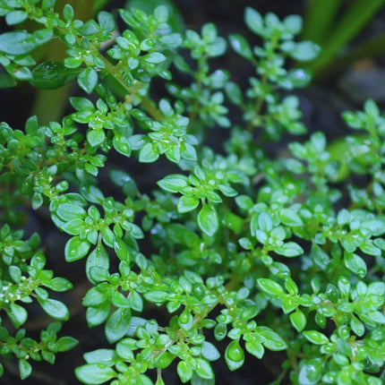 Pilea microphylla - AquaLifeScape