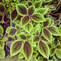 Pilea mollis 'Moon Valley' - AquaLifeScape