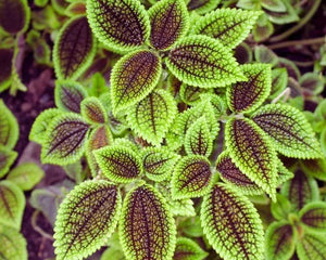 Pilea mollis 'Moon Valley' - AquaLifeScape