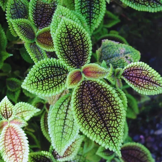 Pilea mollis 'Moon Valley' - AquaLifeScape