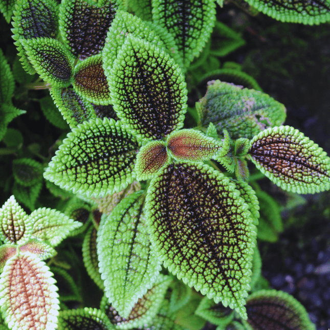 Pilea mollis 'Moon Valley' - AquaLifeScape