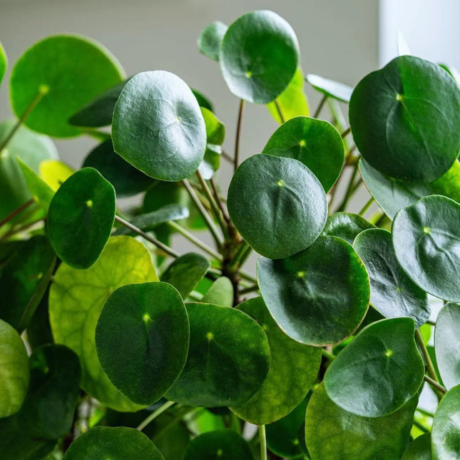 Pilea peperomioides - AquaLifeScape