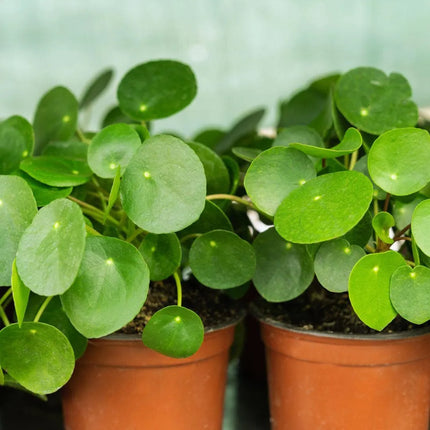 Pilea peperomioides - AquaLifeScape