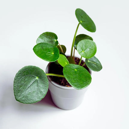 Pilea peperomioides - AquaLifeScape