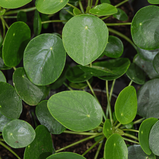 Pilea peperomioides - AquaLifeScape