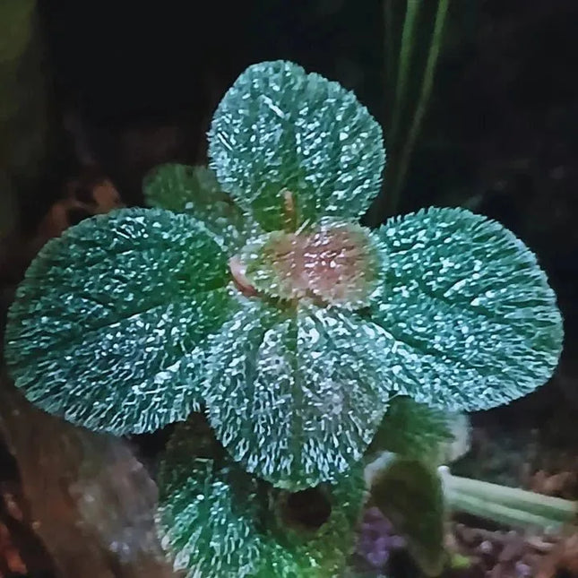 Pilea repens - AquaLifeScape