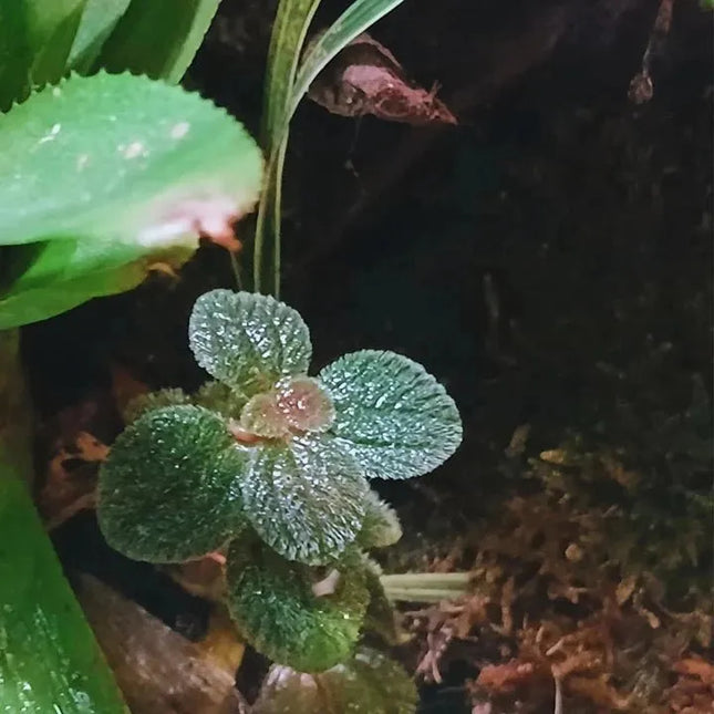 Pilea repens - AquaLifeScape