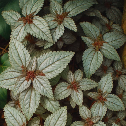Pilea spruceana 'Ellen' - AquaLifeScape