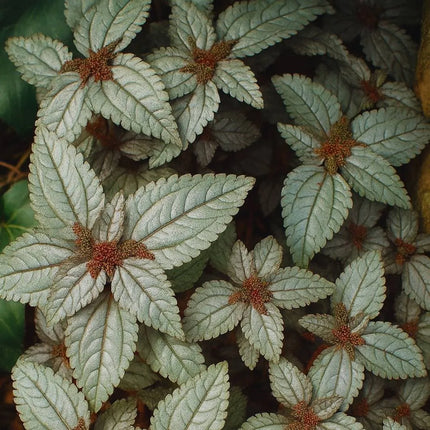Pilea spruceana 'Ellen' - AquaLifeScape