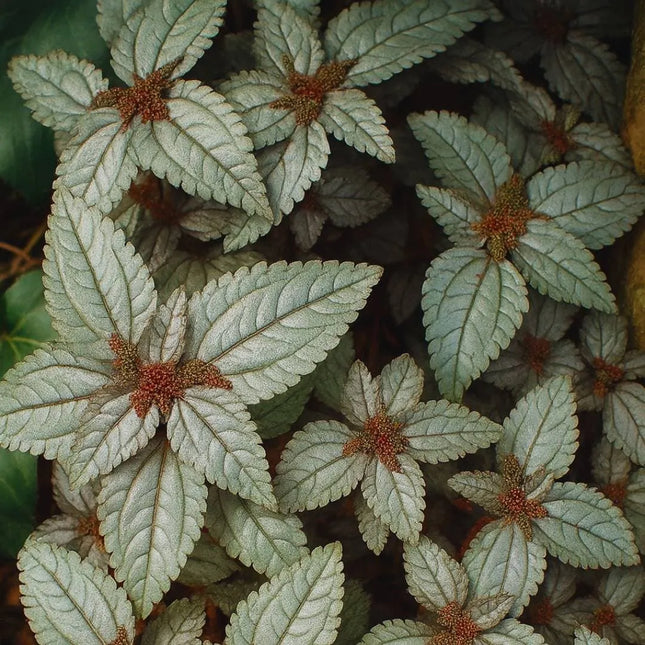 Pilea spruceana 'Ellen' - AquaLifeScape