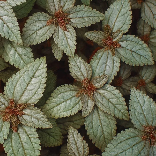 Pilea spruceana 'Ellen' - AquaLifeScape
