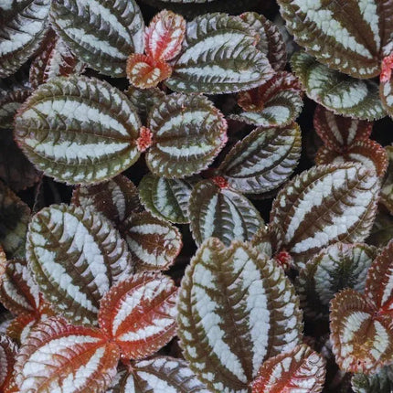 Pilea spruceana 'Norfolk' - AquaLifeScape
