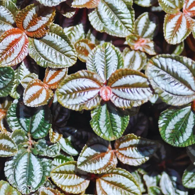 Pilea spruceana 'Norfolk' - AquaLifeScape