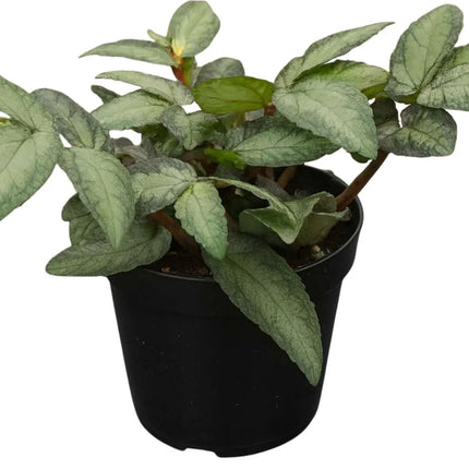 Procris repens - AquaLifeScape