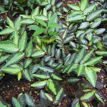 Procris repens - AquaLifeScape