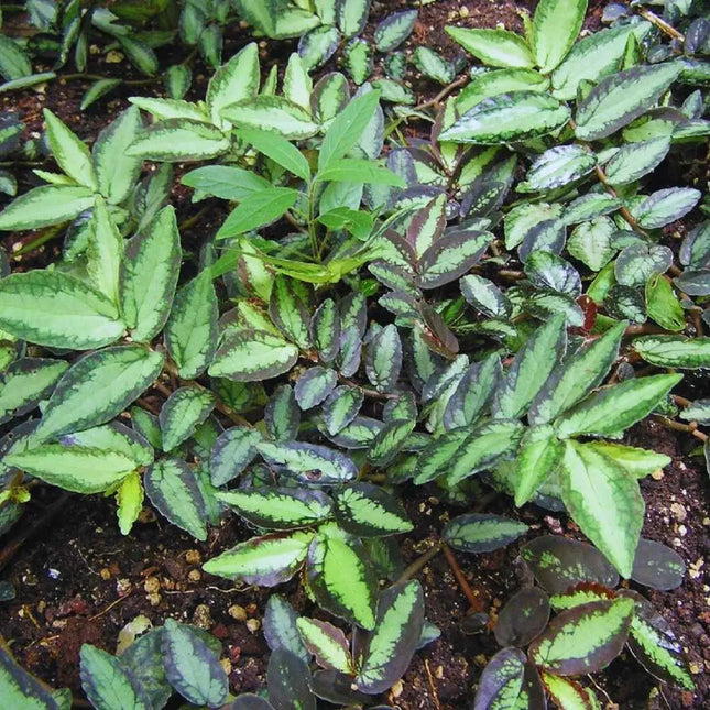 Procris repens - AquaLifeScape