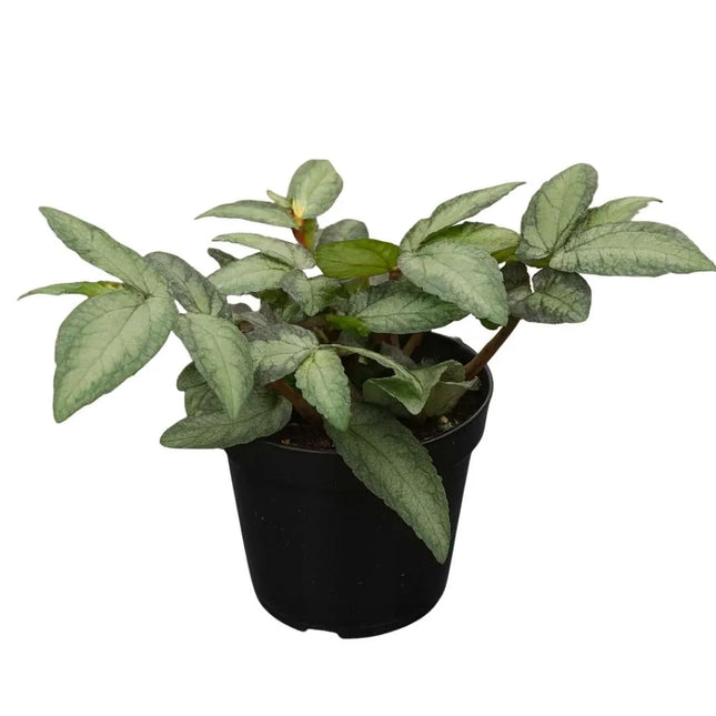 Procris repens - AquaLifeScape