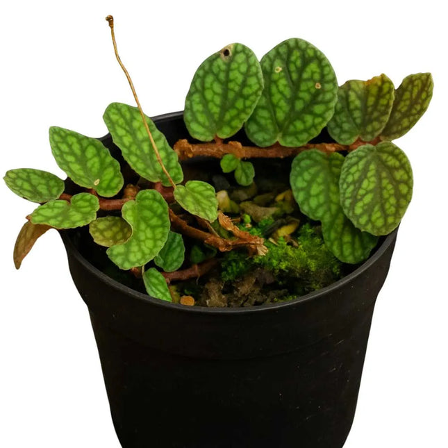 Procris repens "Pulchra" - AquaLifeScape