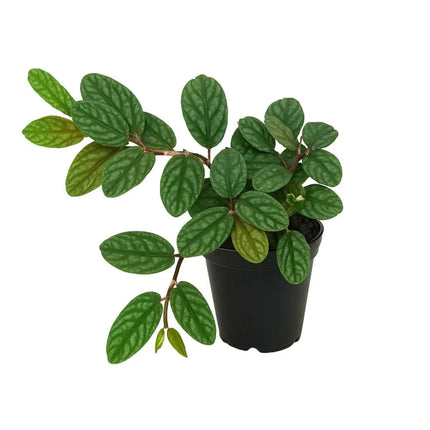 Procris repens "Pulchra" - AquaLifeScape