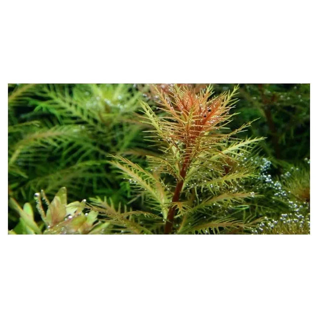 Proserpinaca palustris - Amerikanisches Kammblatt - Meerjungfrauenpflanze | In-Vitro AquaLifeScape