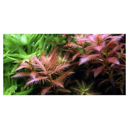 Proserpinaca palustris - Amerikanisches Kammblatt - Meerjungfrauenpflanze | In-Vitro AquaLifeScape