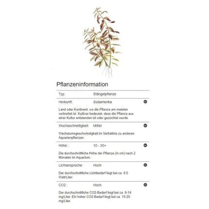 Proserpinaca palustris - Amerikanisches Kammblatt - Meerjungfrauenpflanze | In-Vitro AquaLifeScape