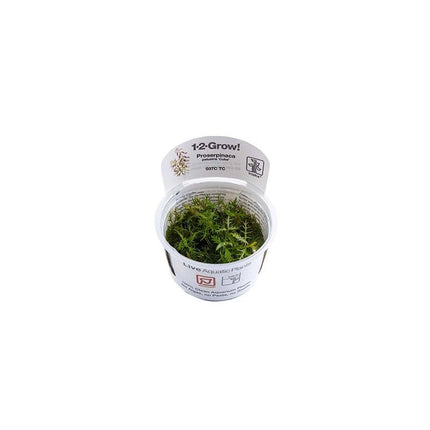 Proserpinaca palustris - Amerikanisches Kammblatt - Meerjungfrauenpflanze | In - Vitro - AquaLifeScape