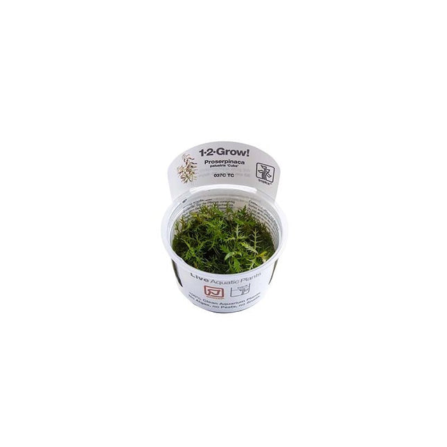 Proserpinaca palustris - Amerikanisches Kammblatt - Meerjungfrauenpflanze | In - Vitro - AquaLifeScape